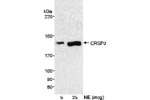 anti-Mediator Complex Subunit 23 (MED23) (C-Term) antibody