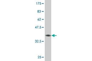 Western Blot detection against Immunogen (36.