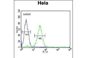 Flow cytometric analysis of Hela cells (right histogram) compared to a negative control cell (left histogram). (CREM antibody  (C-Term))
