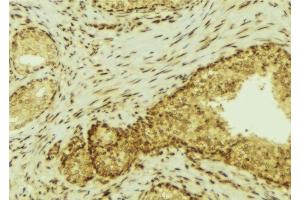 ABIN6277290 at 1/100 staining Mouse colon tissue by IHC-P. (FES antibody  (C-Term))