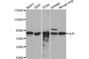 Western blot analysis of extracts of various cell lines, using JUP antibody (ABIN5970353) at 1/500 dilution. (JUP antibody)