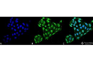 Immunocytochemistry/Immunofluorescence analysis using Mouse Anti-EndoPDI Monoclonal Antibody, Clone 2E7/7 . (P4HB antibody  (AA 52-63) (Atto 390))