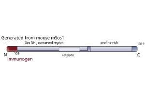 Image no. 2 for anti-Son of Sevenless Homolog 1 (SOS1) (AA 1-109) antibody (ABIN967741) (SOS1 antibody  (AA 1-109))