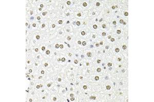 Immunohistochemistry of paraffin-embedded mouse liver using FBL antibody (ABIN6292110) at dilution of 1:100 (40x lens). (Fibrillarin antibody)