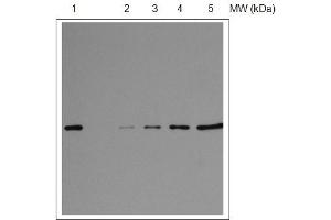 Western Blotting (WB) image for anti-30S Ribosomal Protein S1 (S1) (RPSA) (C-Term) antibody (ABIN5326724) (RPSA antibody  (C-Term))