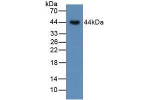 Figure. (BMP15 antibody  (AA 266-388))