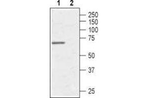 Western blot analysis of human Burkitt's lymphoma (Daudi) cell line: - 1. (AVPR1A antibody  (C-Term, Intracellular))