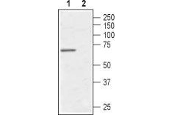 AVPR1A Antikörper  (C-Term, Intracellular)