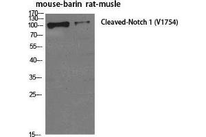 Western Blot (WB) analysis of specific cells using Cleaved-Notch 1 (V1754) Polyclonal Antibody. (Notch1 antibody  (cleaved, Val1754))