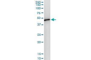 Immunoprecipitation of WDR4 transfected lysate using anti-WDR4 MaxPab rabbit polyclonal antibody and Protein A Magnetic Bead , and immunoblotted with WDR4 MaxPab mouse polyclonal antibody (B01) . (WDR4 antibody  (AA 1-412))