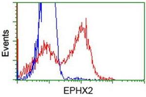 HEK293T cells transfected with either RC202489 overexpress plasmid (Red) or empty vector control plasmid (Blue) were immunostained by anti-EPHX2 antibody (ABIN2452988), and then analyzed by flow cytometry.