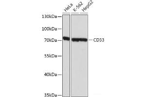 Western blot analysis of extracts of various cell lines using SIGLEC3/CD33 Polyclonal Antibody at dilution of 1:1000. (CD33 antibody)
