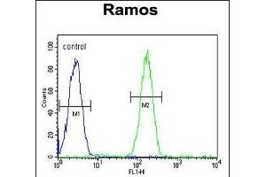 JHDM2b Antibody (Center) (ABIN656008 and ABIN2845384) flow cytometric analysis of Ramos cells (right histogram) compared to a negative control cell (left histogram). (KDM3B antibody  (AA 869-897))