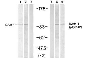 Western blot analysis of extracts from H (ICAM1 antibody)