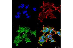 Immunocytochemistry/Immunofluorescence analysis using Mouse Anti-Alpha A Crystallin Monoclonal Antibody, Clone 1H3. (CRYAA antibody  (FITC))