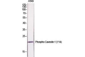 Western Blot (WB) analysis of specific cells using Phospho-Caveolin-1 (Y14) Polyclonal Antibody. (Caveolin-1 antibody  (pTyr14))
