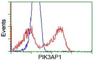 Flow Cytometry (FACS) image for anti-phosphoinositide-3-Kinase Adaptor Protein 1 (PIK3AP1) antibody (ABIN1496827) (PIK3AP1 antibody)