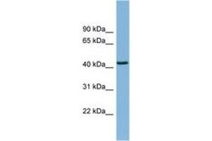 Image no. 1 for anti-DnaJ (Hsp40) Homolog, Subfamily B, Member 12 (DNAJB12) (AA 287-336) antibody (ABIN6742018)