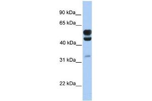 Human Brain; WB Suggested Anti-C3orf64 Antibody Titration: 0. (AER61 antibody  (C-Term, Isoform 1))