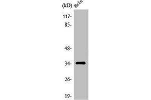 Western Blot analysis of HeLa cells using Olfactory receptor 6T1 Polyclonal Antibody (OR6T1 antibody  (C-Term))