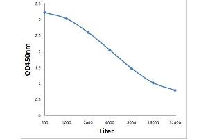 Antigen: 0. (MAGEA4 antibody  (AA 110-210))