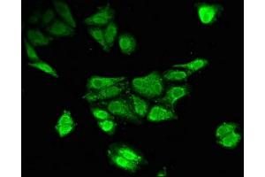 Immunofluorescent analysis of HepG2 cells using ABIN7173617 at dilution of 1:100 and Alexa Fluor 488-congugated AffiniPure Goat Anti-Rabbit IgG(H+L) (Tryptophan Hydroxylase 2 antibody  (AA 44-225))
