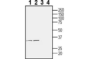 Western blot analysis of rat brain membranes (lanes 1 and 3) and mouse brain membranes (lanes 2 and 4):1-2.