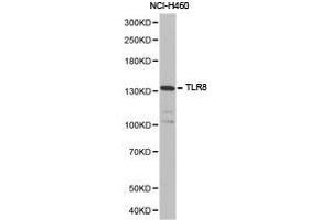 Western Blotting (WB) image for anti-Toll-Like Receptor 8 (TLR8) antibody (ABIN1875114) (TLR8 antibody)