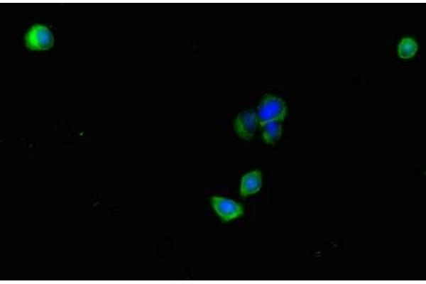 PLAC9 antibody  (AA 25-97)