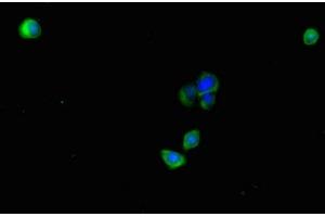 Immunofluorescent analysis of HepG2 cells using ABIN7163495 at dilution of 1:100 and Alexa Fluor 488-congugated AffiniPure Goat Anti-Rabbit IgG(H+L) (PLAC9 antibody  (AA 25-97))