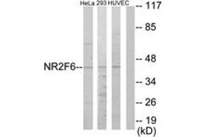 Western blot analysis of extracts from HeLa/HuvEc/293 cells, using NR2F6 Antibody. (NR2F6 antibody  (AA 11-60))