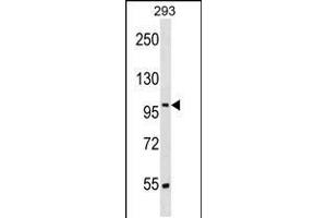 Western blot analysis in 293 cell line lysates (35ug/lane). (SRRT antibody  (N-Term))