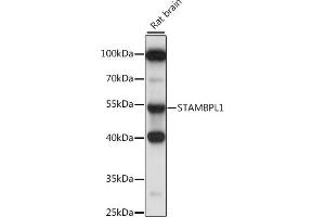 STAMBPL1 anticorps  (AA 120-250)