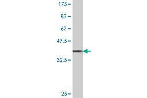 Western Blot detection against Immunogen (38. (Paralemmin antibody  (AA 176-284))