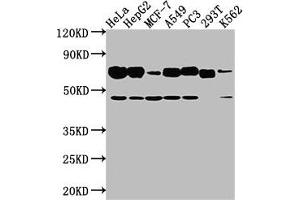 Western Blot Positive WB detected in: Hela whole cell lysate, HepG2 whole cell lysate, MCF-7 whole cell lysate, A549 whole cell lysate, PC3 whole cell lysate, 293T whole cell lysate, K562 whole cell lysate All lanes: SLC3A2 antibody at 1:2000 Secondary Goat polyclonal to rabbit IgG at 1/50000 dilution Predicted band size: 68, 58, 62, 72 kDa Observed band size: 68 kDa (SLC3A2 antibody  (AA 404-630))