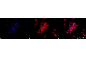 Immunocytochemistry/Immunofluorescence analysis using Rat Anti-GRP94 Monoclonal Antibody, Clone 9G10 . (GRP94 antibody  (HRP))