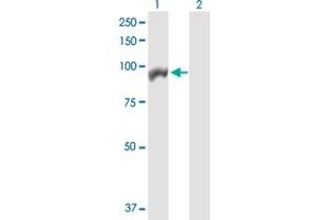 Western Blot analysis of ANAPC4 expression in transfected 293T cell line by ANAPC4 MaxPab polyclonal antibody. (ANAPC4 antibody  (AA 1-808))