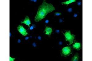 Anti-RPN1 mouse monoclonal antibody (ABIN2455097) immunofluorescent staining of COS7 cells transiently transfected by pCMV6-ENTRY RPN1 (RC201554). (RPN1 antibody)