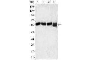 Western Blot showing LCK antibody used against MOLT-4 (1), CCRF-CEM (2), CCRF-HSB-2 (3) and Jurkat (4) cell lysate.
