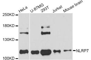 Western blot analysis of extracts of various cell lines, using NLRP7 Antibody (ABIN4904542) at 1:3000 dilution. (NLRP7 antibody)