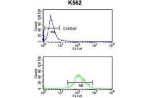 TAT Antibody (Center) flow cytometry analysis of K562 cells (bottom histogram) compared to a negative control cell (top histogram). (TAT antibody  (Middle Region))