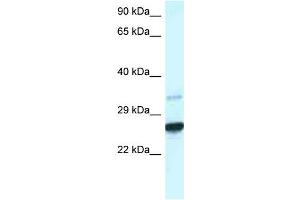 WB Suggested Anti-Cdx1 Antibody Titration: 1. (CDX1 antibody  (C-Term))