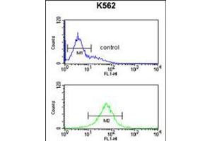 Flow cytometric analysis of K562 cells (bottom histogram) compared to a negative control cell (top histogram). (SMAGP antibody  (AA 46-75))