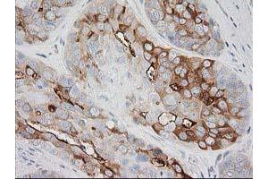 Image no. 1 for anti-BAI1-Associated Protein 2 (BAIAP2) antibody (ABIN1496805) (BAIAP2 antibody)