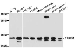 Western blot analysis of extracts of various cell lines, using RPS15A antibody.