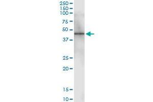 Immunoprecipitation (IP) image for anti-Calcium Activated Nucleotidase 1 (CANT1) (AA 1-401) antibody (ABIN530533)