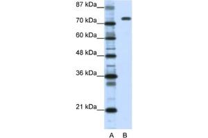 Western Blotting (WB) image for anti-Nucleolin (NCL) antibody (ABIN2462187)