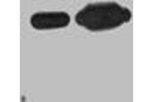 Western blot analysis of Recombinant Nano-Tag9 Protein with Nano-Tag9 Mouse mAb diluted at 1)1:10,000,2)1:5,000 (Nano-Tag antibody)
