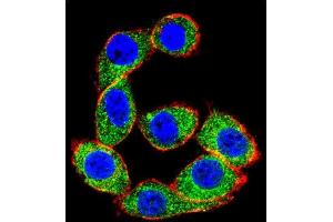 Confocal immunofluorescent analysis of HS Antibody (C-term) (ABIN1944844 and ABIN2839489) with Hela cell followed by Alexa Fluor 488-conjugated goat anti-rabbit lgG (green). (Hsc70 antibody  (C-Term))