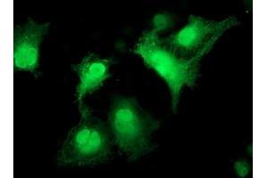 Immunofluorescence (IF) image for anti-Cyclin-Dependent Kinase 2 (CDK2) antibody (ABIN1497400) (CDK2 antibody)